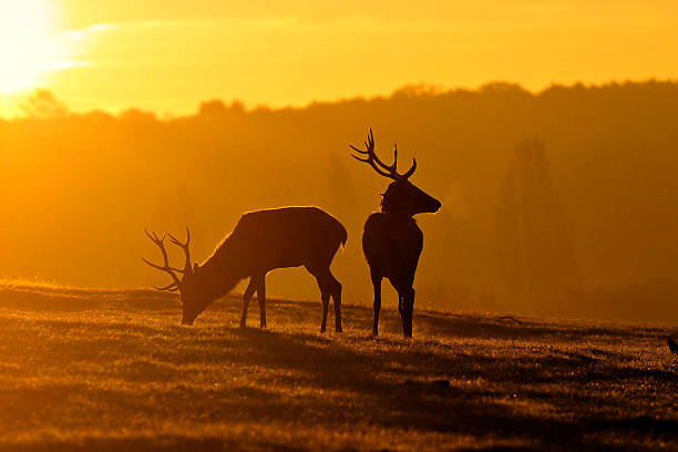 Young red deer stags are brothers at dawn stock photo