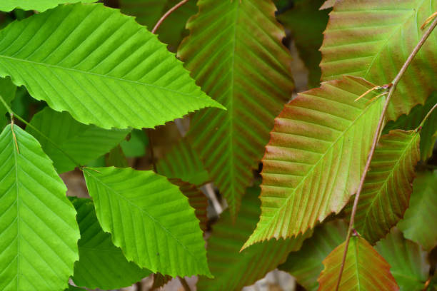 Young red-tinged and green leaves of American beech stock photo