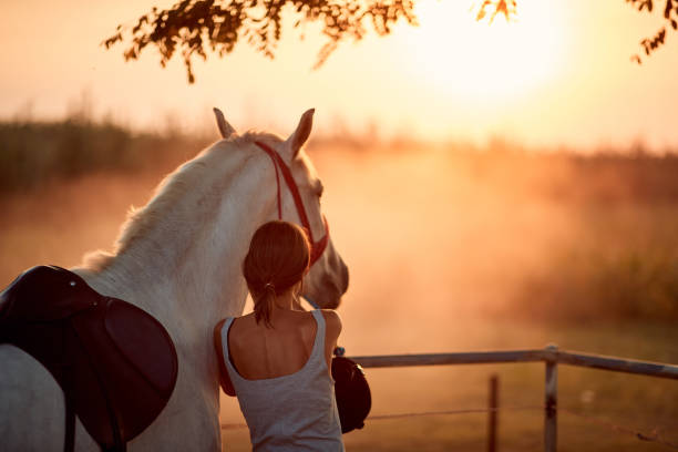 Young rider girl with her horse at sunset. stock photo