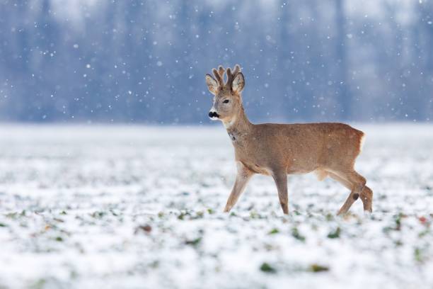 Young roe deer buck walking across field while it snows stock photo