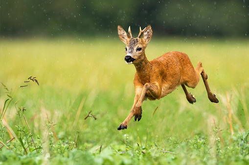 A cute roe deer, capreolus capreolus, hopping on the grass covered with the summer sprinkle of rain. A dynamic young ruminant running to the left side of the camera. Fast wild animal sprinting.