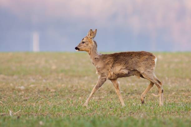 Young roe deer walking in sun rise stock photo