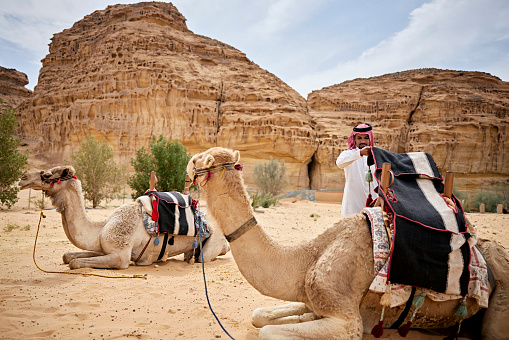 Two dromedary camels lying in sand as Middle Eastern man in traditional dish dash, kaffiyeh, and agal lays blankets on saddle.