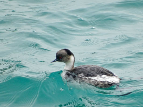 Young seabird swimming near the coastline stock photo