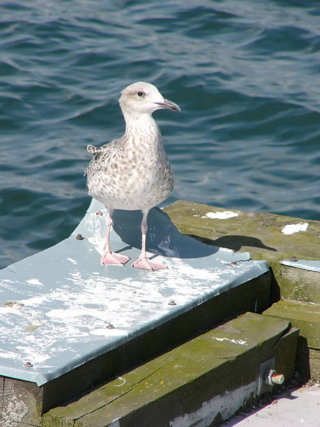 young seagull at dock stock photo