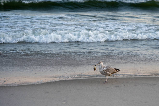 Young Seagull carries crab in its mouth on the shoreline. stock photo