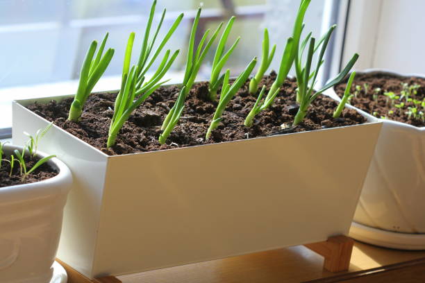 Young seedling of onion, basil, spinach growing in pot on windowsill . Gardening concept. stock photo