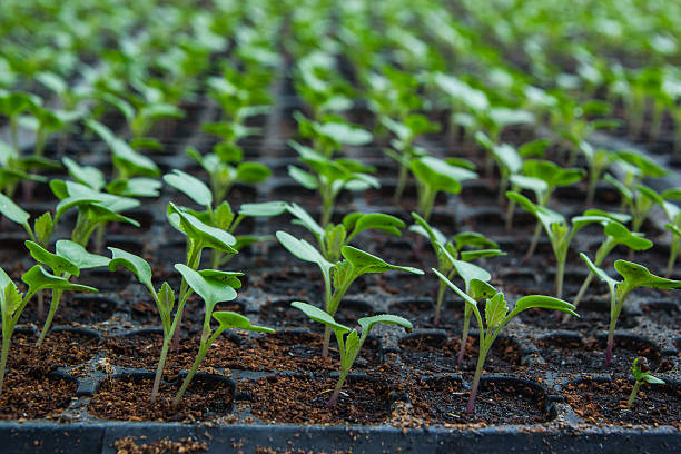 Young seedlings of cauliflower in tray. stock photo