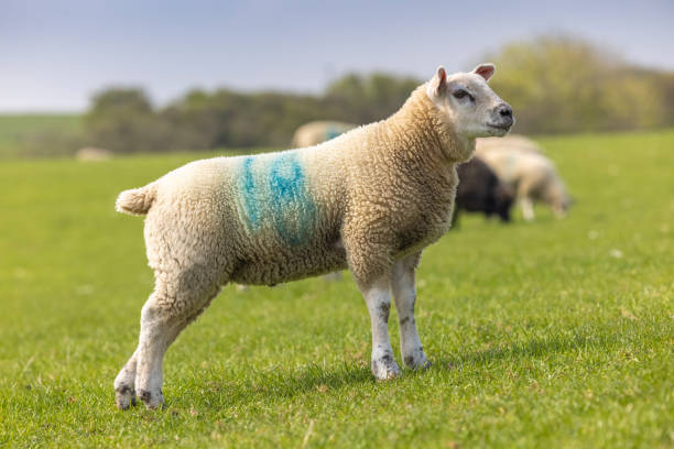 Young Sheep in a Field stock photo