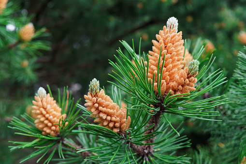 Pine pollen - It is one of the best herbs to boost testosterone