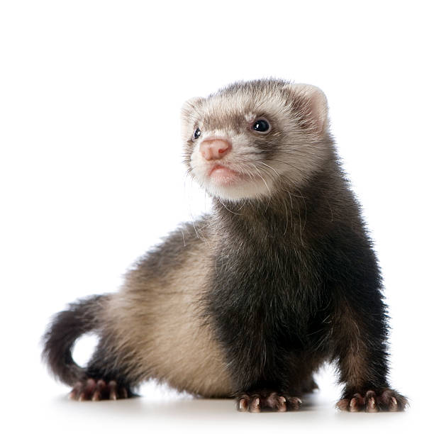 young siamese sable Ferret kit (10 weeks) stock photo