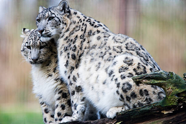 Young Snow Leopard Couple stock photo