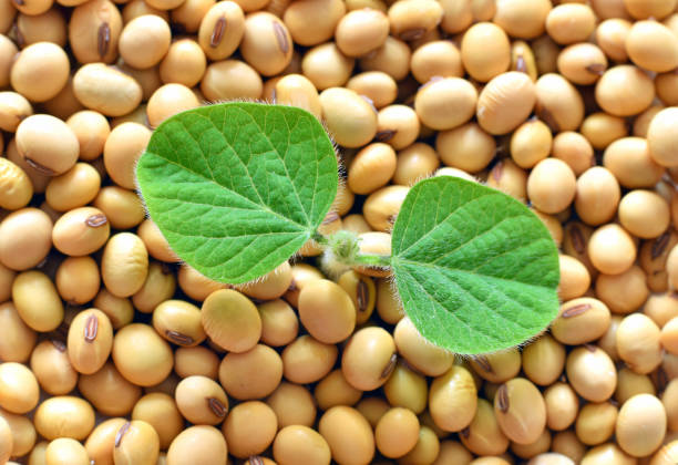 Young soy plant, germinating from soy seeds stock photo