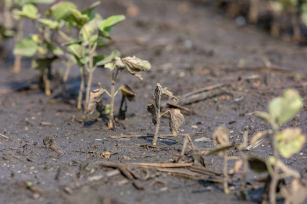 Young soybean plant injury, damage and dead from flooding after storms flooded fields. Concept of field tile drainage, crop insurance claim and payment background, no people crop yield stock pictures, royalty-free photos & images