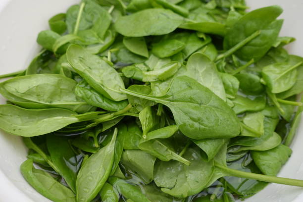 Young spinach leaves being prepared before cooking stock photo