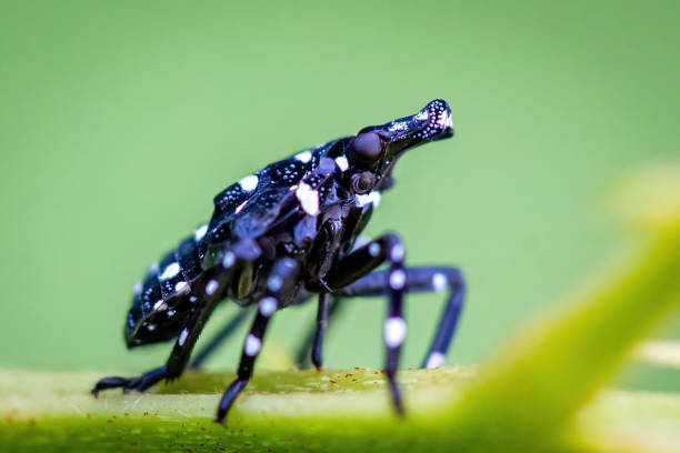 Young spotted lanternfly nymph on the plant close up stock photo