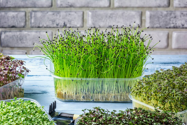 Young sprouts of aromatic onion Jusai closeup. Useful super food, micro green. stock photo