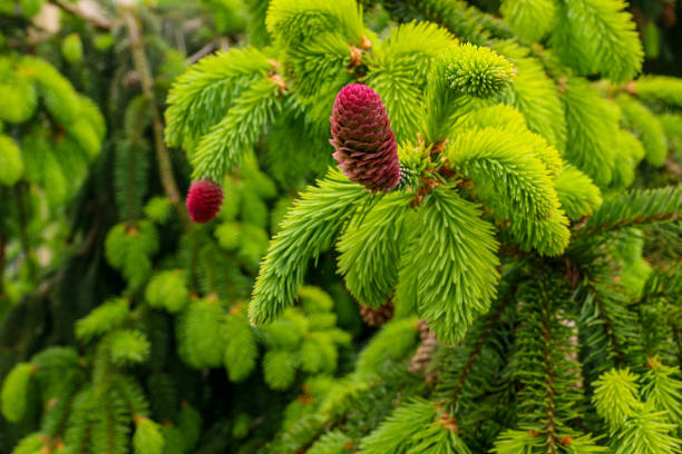 young spruce cones during may growth in spring (focus middle) stock photo
