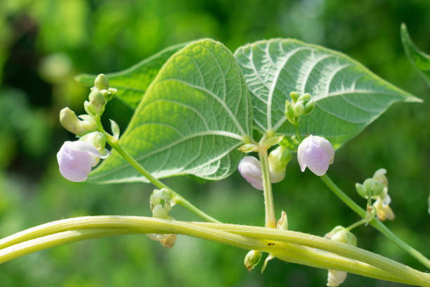 Young stalks of a string bean in blossom Young stalks of a string bean in blossom runner bean stock pictures, royalty-free photos & images
