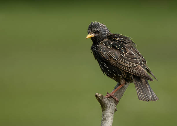 A young starling sits on a perch stock photo