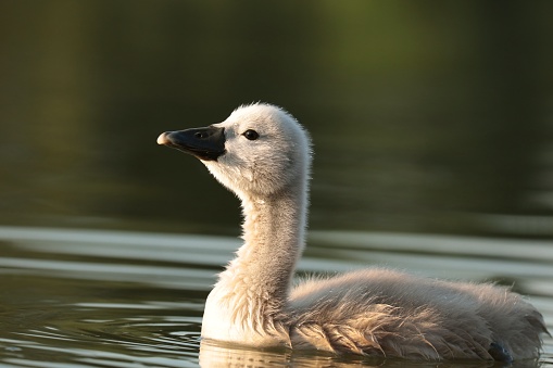 Young swan in the pond at dawn