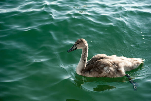 young-swan-swimming-in-the-sea-picture-id1187339877