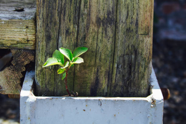 Young tree growing from the foundation of a pillar stock photo