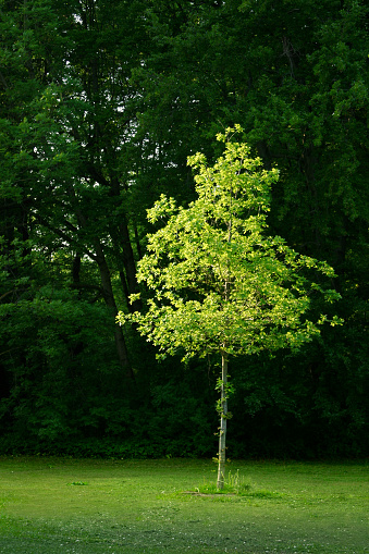 Young Tree Stock Photo Download Image Now iStock Young Tree Stock Photo Download Image Now iStock