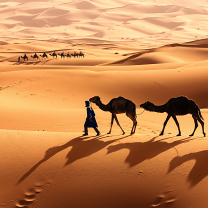 Tuareg with camels on the western part of The Sahara Desert in Morocco. The Sahara Desert is the world's largest hot desert.