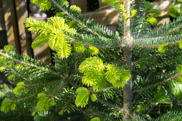 unga kvistar av abies nordmanniana eller nordmann fir på våren - spruce plant bildbanksfoton och bilder