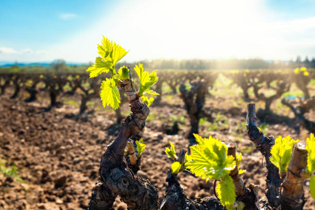 Young vineyard buds blooming. stock photo