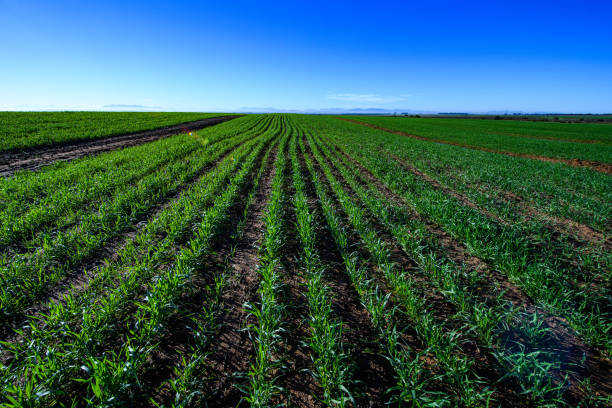 Young wheat plants growing after heavy winter rain stock photo