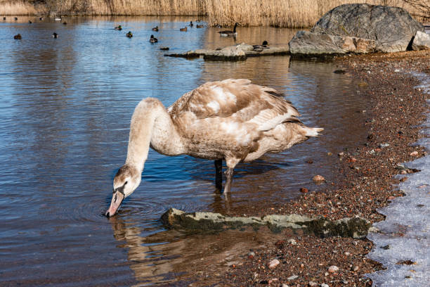 Young white swan. stock photo