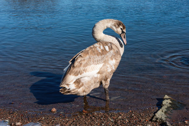 Young white swan. stock photo