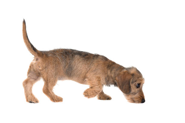Young wirehaired dachshund sniffing around seen from the side isolated on a white background stock photo