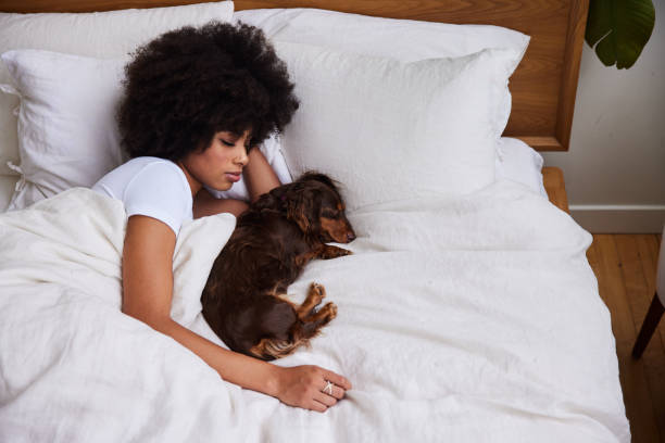 Young woman and her dachshund sleeping in bed in the early morning stock photo
