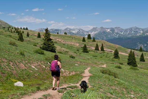Young Woman Hiker on the Colorado Trail with Her Dog A young woman and her dog hike the Colorado Trail in the San Juan National Forest, Colorado, USA. jeff goulden domestic animal stock pictures, royalty-free photos & images