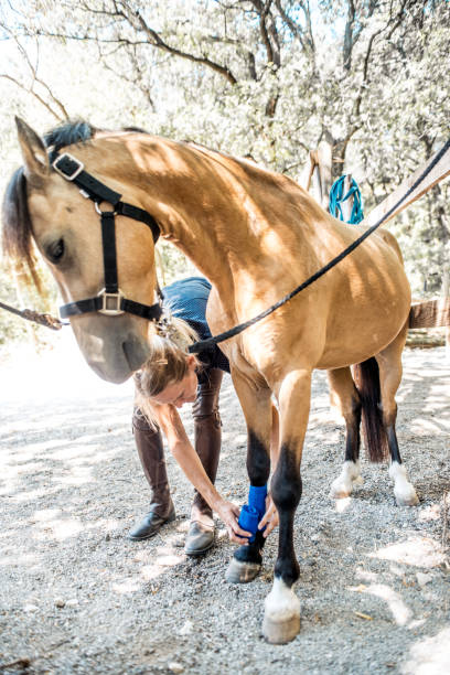 ung kvinna gäller bandage för skadade häst - horse tack bildbanksfoton och bilder