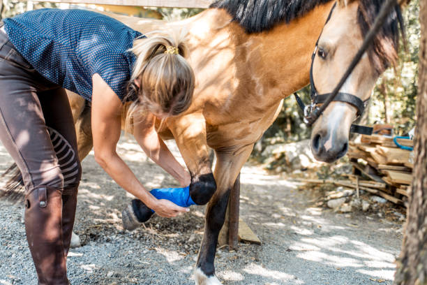 ung kvinna gäller bandage för skadade häst - horse working bildbanksfoton och bilder
