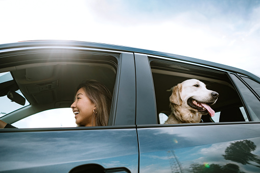 A happy Korean woman enjoys spending time with her Golden Retriever while driving her vehicle on a sunny day in Los Angeles, California.  Making fun travel memories together.