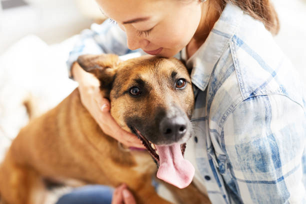 Young Woman Embracing Dog Close up portrait of smiling Asian woman hugging dog sitting on bed in warm sunlight, copy space rescue stock pictures, royalty-free photos & images