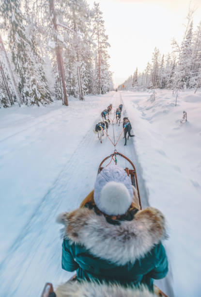 Young woman enjoying husky dog sledding in Lapland, Finland Rear view of young woman having fun with wilderness huskey dogs sledge safari ride taiga tour at sunset in winter wonderland, Levi, Rovaniemi, Lapland, Finland finnish lapland stock pictures, royalty-free photos & images