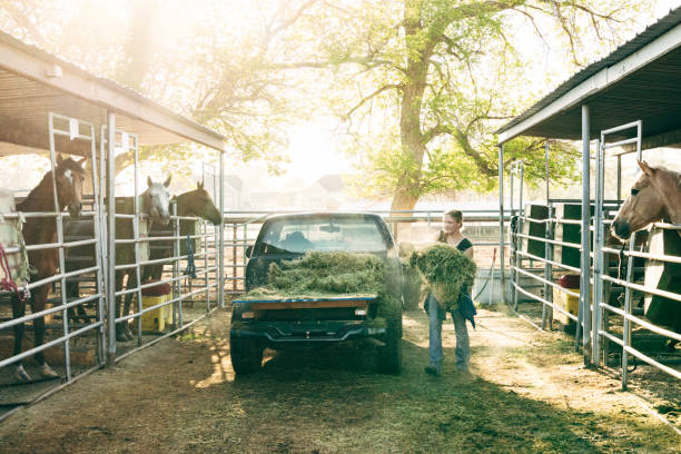 ung kvinna utfodring hästar hö på stall - horse working bildbanksfoton och bilder