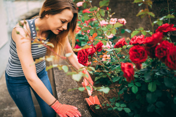 Young woman gardening in the backyard on a spring day stock photo