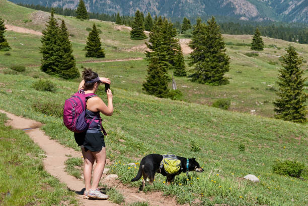 Young Woman Hiker Taking a Picture With Her Smart Phone A young woman hiker takes a picture with her smart phone while hiking the Colorado Trail in the San Juan National Forest, Colorado, USA. jeff goulden domestic animal stock pictures, royalty-free photos & images
