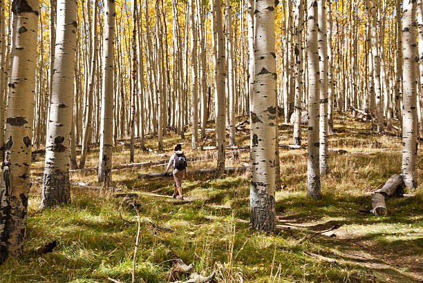 Young Woman Hiking Through Aspen Trees in the Fall The Quaking Aspen (Populus tremuloides) gets its name from the way the leaves quake in the wind. The aspens grow in large colonies, often starting from a single seedling and spreading underground only to sprout another tree nearby. For this reason, it is considered to be one of the largest single organisms in nature. During the spring and summer, the aspens use sunlight and chlorophyll to create food necessary for the tree’s growth. In the fall, as the days get shorter and colder, the naturally green chlorophyll breaks down and the leaves stop producing food. Other pigments are now visible, causing the leaves to take on beautiful orange and gold colors. These colors can vary from year to year depending on weather conditions. For instance, when autumn is warm and rainy, the leaves are less colorful. This fall scene of gold colored aspens was photographed by the Inner Basin Trail in Coconino National Forest near Flagstaff, Arizona, USA. jeff goulden aspen stock pictures, royalty-free photos & images