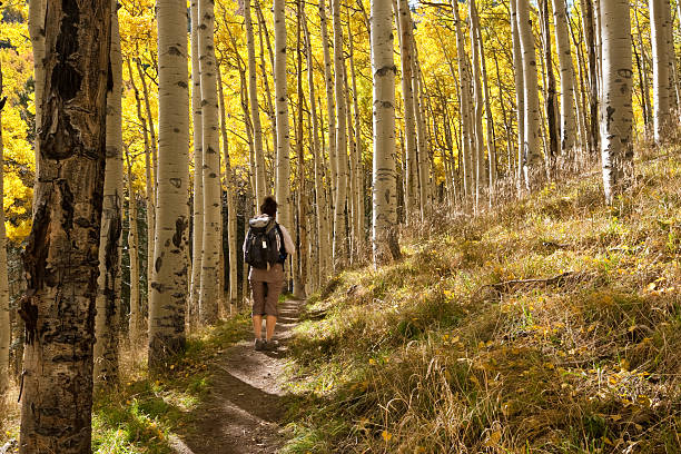 Young Woman Hiking Through Aspen Trees in the Fall The Quaking Aspen (Populus tremuloides) gets its name from the way the leaves quake in the wind. The aspens grow in large colonies, often starting from a single seedling and spreading underground only to sprout another tree nearby. For this reason, it is considered to be one of the largest single organisms in nature. During the spring and summer, the aspens use sunlight and chlorophyll to create food necessary for the tree’s growth. In the fall, as the days get shorter and colder, the naturally green chlorophyll breaks down and the leaves stop producing food. Other pigments are now visible, causing the leaves to take on beautiful orange and gold colors. These colors can vary from year to year depending on weather conditions. For instance, when autumn is warm and rainy, the leaves are less colorful. This fall scene of gold colored aspens was photographed by the Inner Basin Trail in Coconino National Forest near Flagstaff, Arizona, USA. jeff goulden fall colors stock pictures, royalty-free photos & images