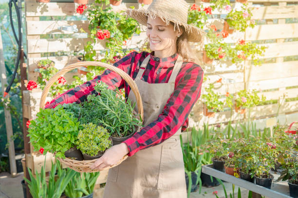 young woman horticulturist looks at a basket of aromatic plants such as thyme and oregano mint stock photo