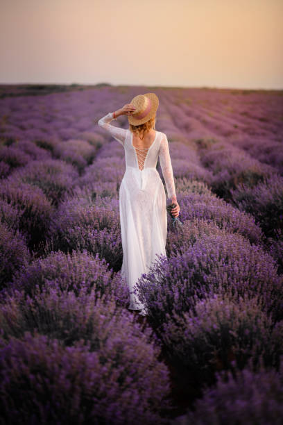 Young woman in white dress walks through blooming lavender field at sunset stock photo