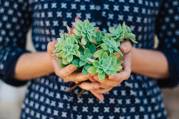 Young woman is holding succulent branches stock photo